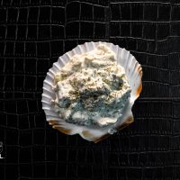 uwvishal online vis bestellen vis bestellen online webshop vis alle soorten vis uwvishal.nl uw vis hal vis kopen viswinkel online vishal6